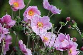 Roze anemoon vaste plant biologisch, Vaste plant, Halfschaduw, Herfst, Ophalen