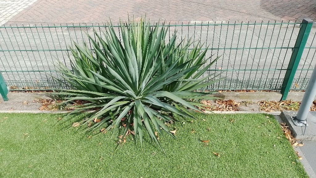 Yucca, Tuin en Terras, Ophalen, Vaste plant, Overige soorten, Volle zon