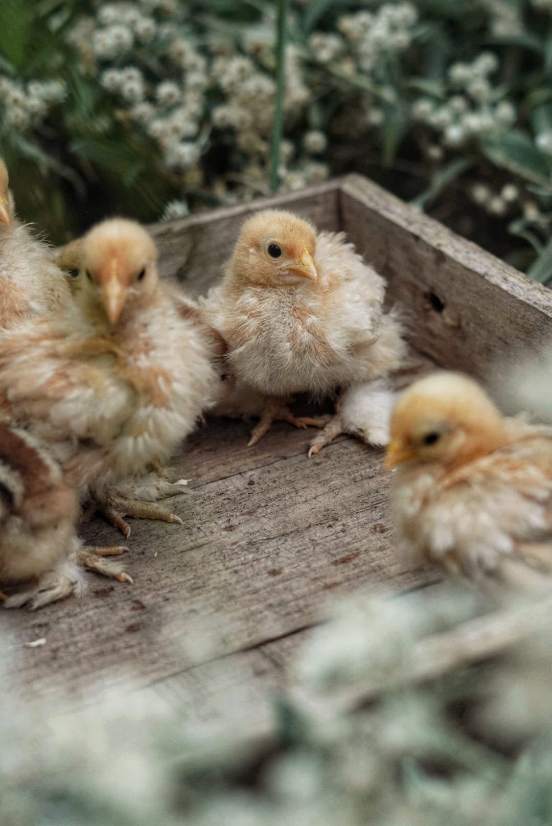 Cochin kriel kuikens cloaca gesekst en ingeent, Dieren en Toebehoren, Vrouwelijk, Kip
