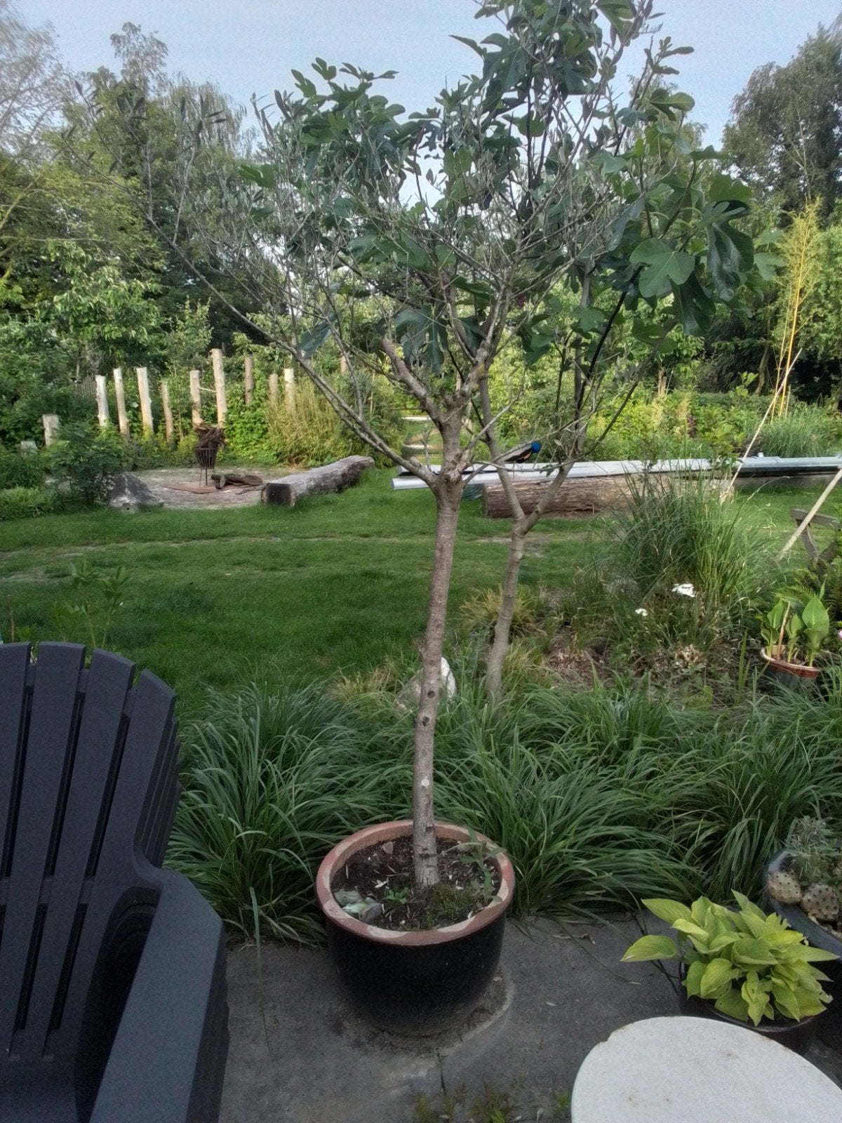 Twee Mooie olijf in pot voor tuin of terras, Tuin en Terras, Planten | Bomen, 250 tot 400 cm, Zomer, Volle zon, In pot