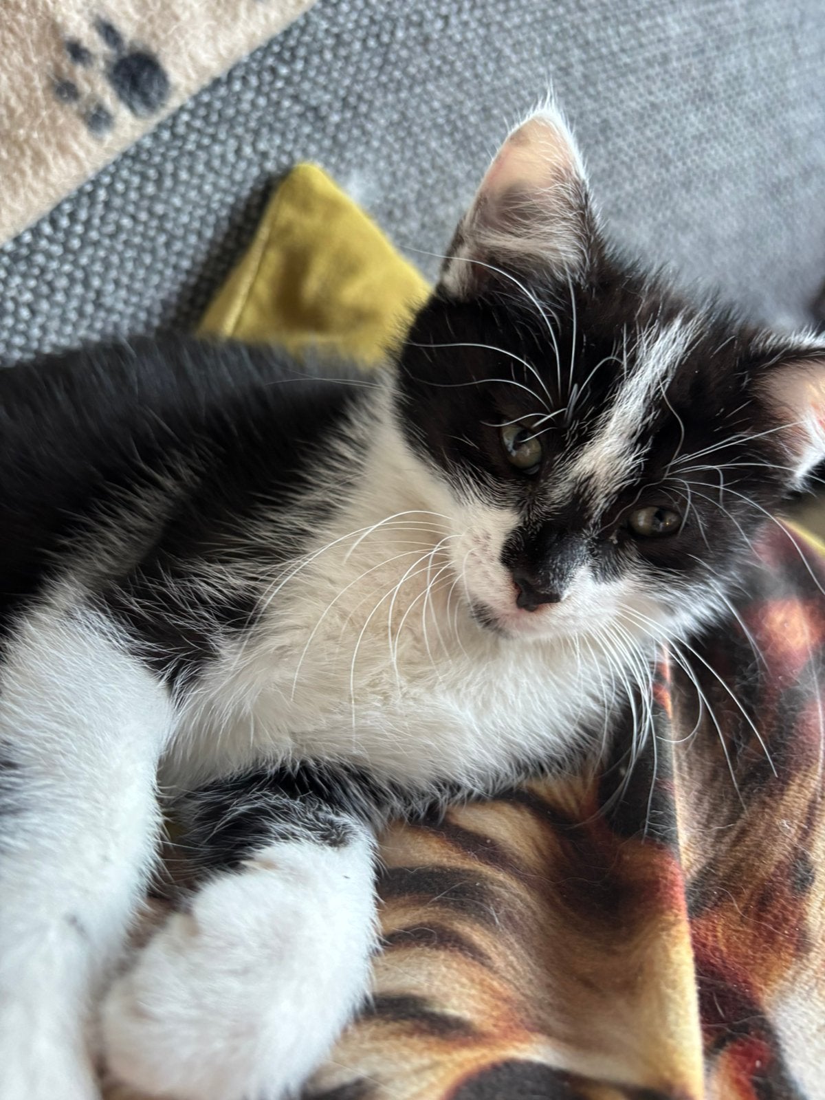 Lieve en speelse kitten, Dieren en Toebehoren, Meerdere dieren, Kortharig, 0 tot 2 jaar