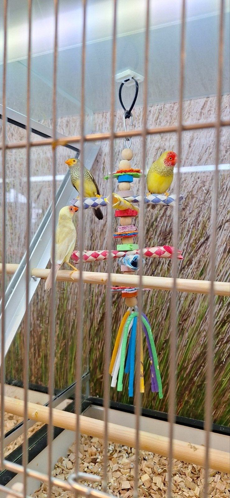 Binze Astrilde, Meerdere dieren, Tropenvogel