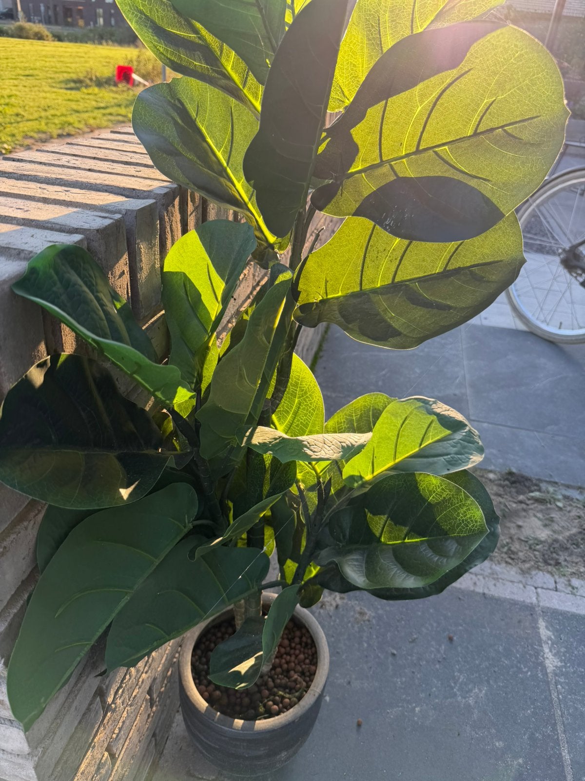Nepplant, Tuin en Terras, Bloeit niet, Overige soorten, Minder dan 100 cm, Ophalen