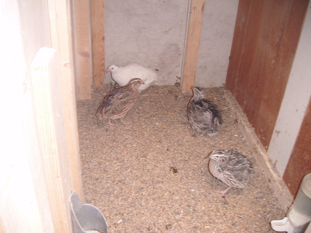 Te koop Japanse kwartels  koppel   4 stuks, Dieren en Toebehoren, Pluimvee, Meerdere dieren, Overige soorten