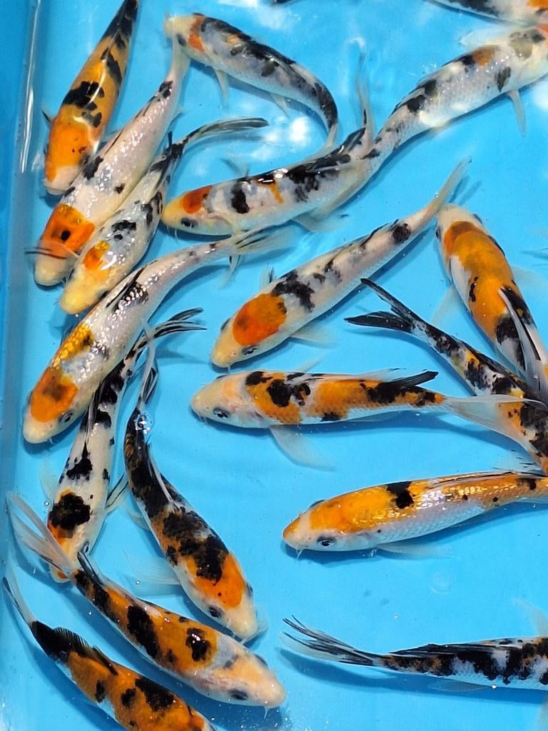 Koi karpers, Dieren en Toebehoren, Vissen | Vijvervissen, Karper of Koi