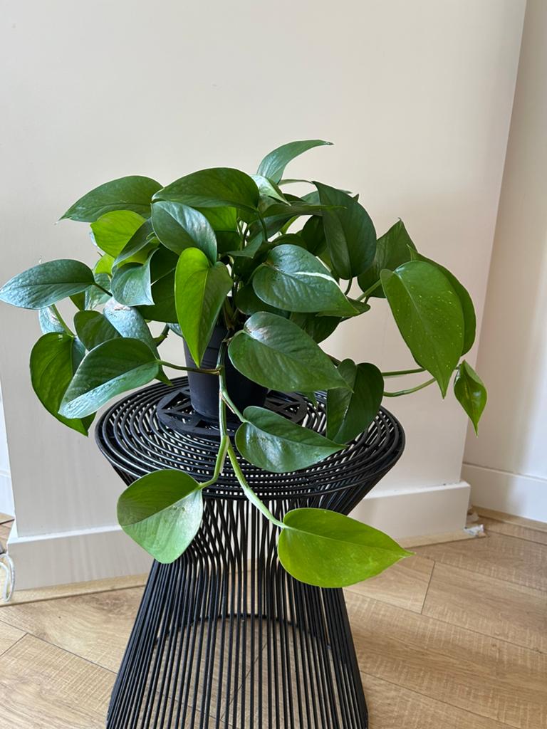 Epipremnum aureum - Pothos, Ophalen, Overige soorten, Halfschaduw, In pot
