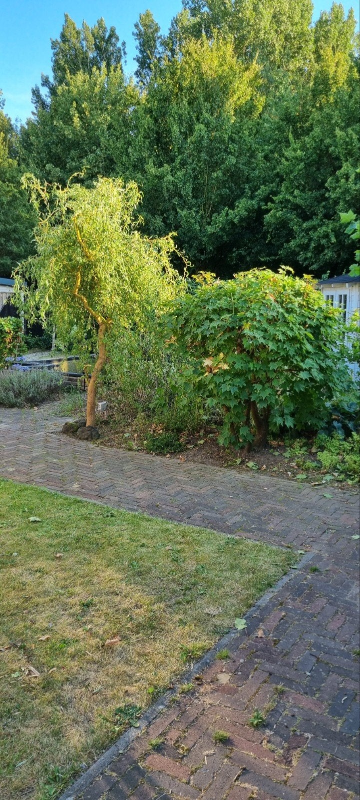 Gratis af te halen: Diverse bomen, schutting (deel) en grind, Ophalen, Gebruikt, Schuur