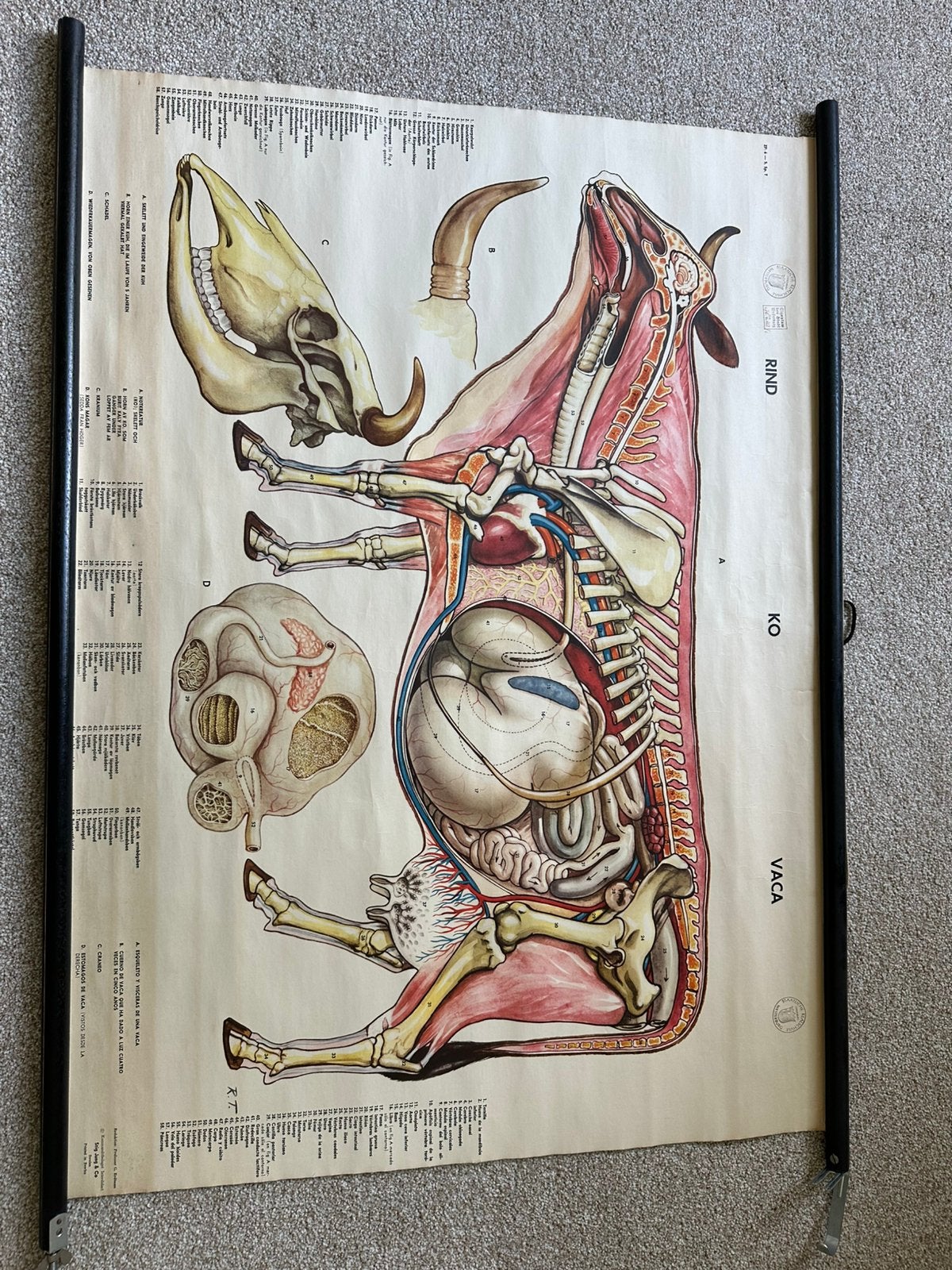 Vintage Anatomische Schoolplaat Koe - Rind - Vaca, Ophalen of Verzenden, Natuur en Biologie