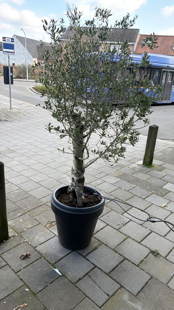 Olijf bomen, Ophalen, Volle zon, Overige soorten