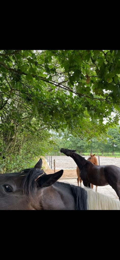 Plek voor merrie(s) op 24/7 buiten stalling, Dieren en Toebehoren, Stalling en Weidegang, Stalling