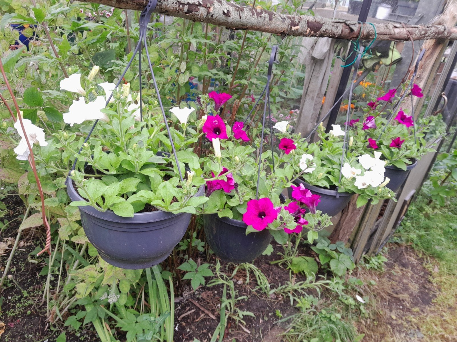 Hangplant, hangpot met petunia, Ophalen of Verzenden, Overige soorten, Volle zon