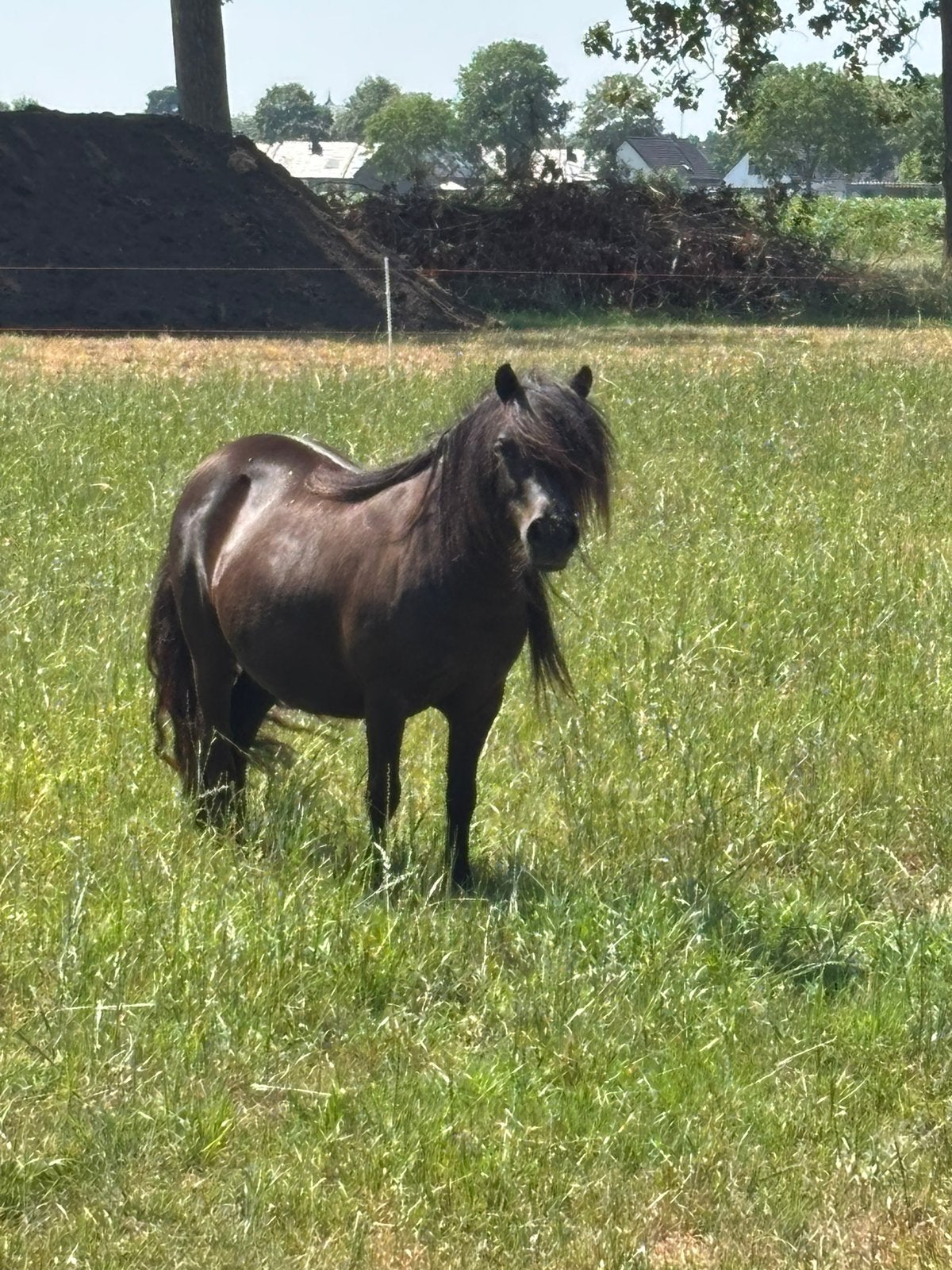 Mooie 4jarige drachtige fokmerrie te koop, Merrie, A pony (tot 1.17m), Met stamboom, 3 tot 6 jaar