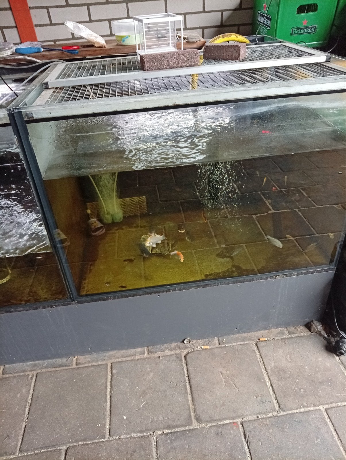 3grote vis aquarium, Dieren en Toebehoren, Ophalen