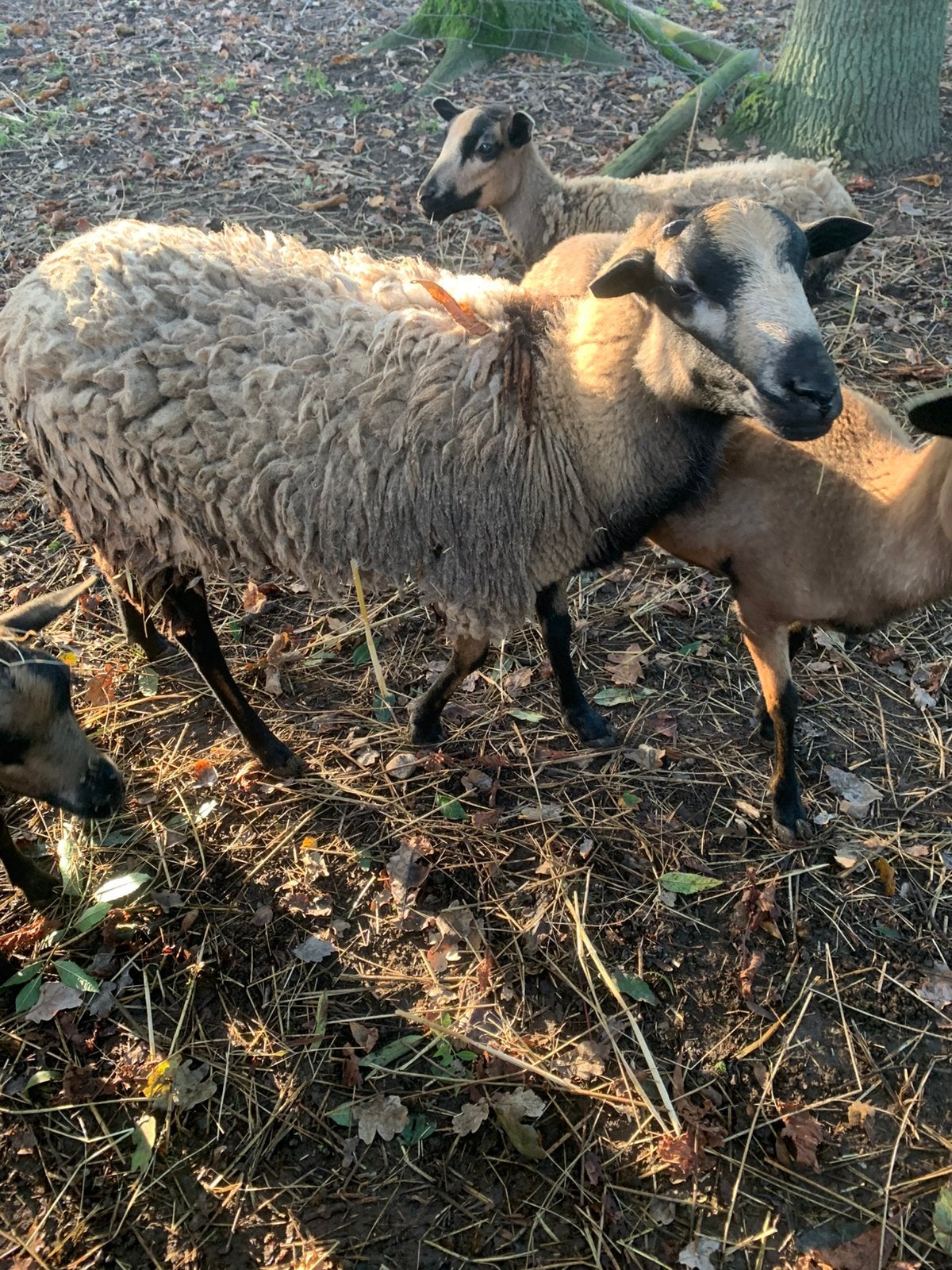 Ram, Dieren en Toebehoren, Mannelijk, Schaap