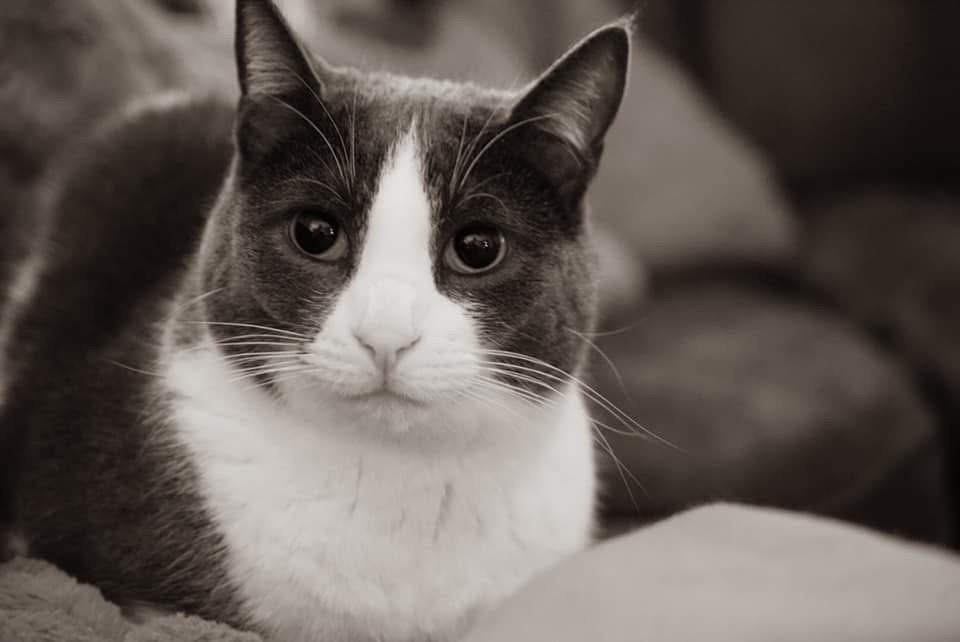 Huis voor kat gezocht, Kater
