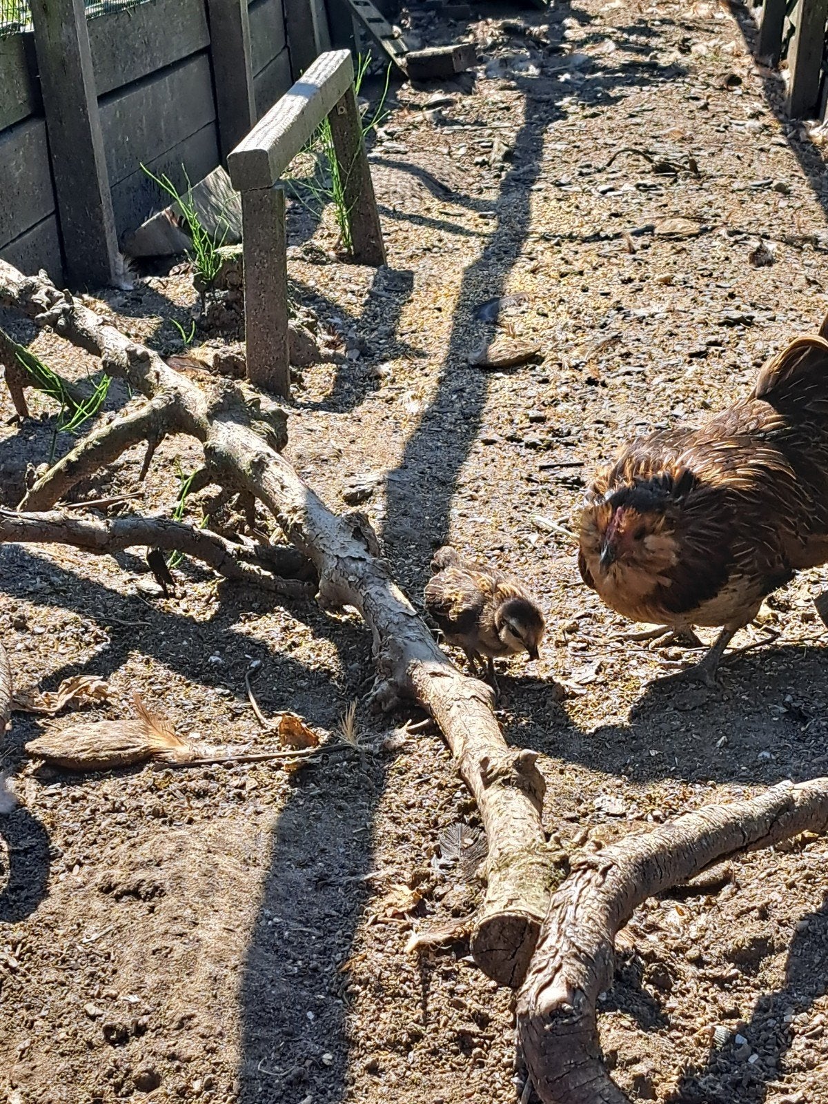 Hennetje Antwerpse baardkriel kuiken kleurslag kwartel, Dieren en Toebehoren, Pluimvee, Vrouwelijk, Kip