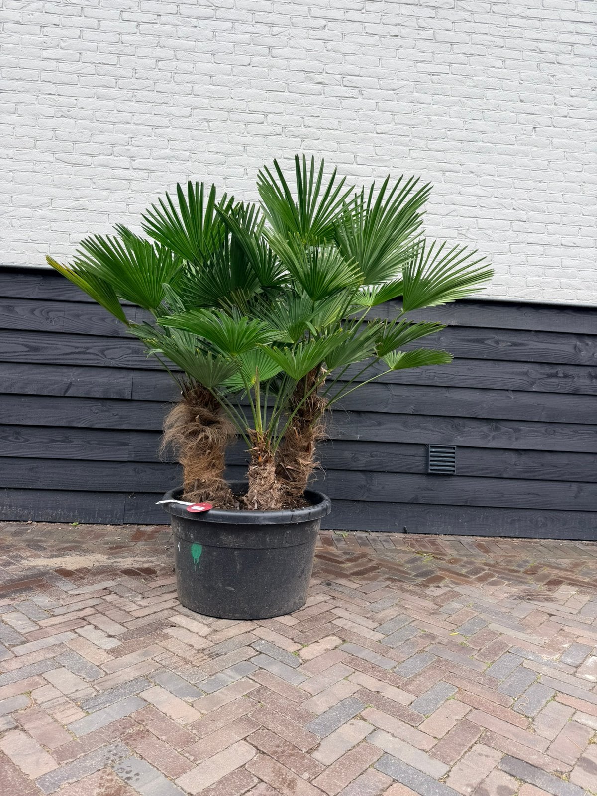 Trachycarpus wagnerianus meerstam palmbomen, 100 tot 250 cm, Zomer, Palmboom, Ophalen