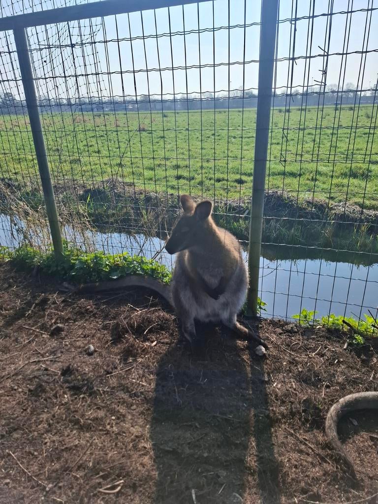 Wallaby man, Dieren en Toebehoren, Mannelijk, Overige soorten