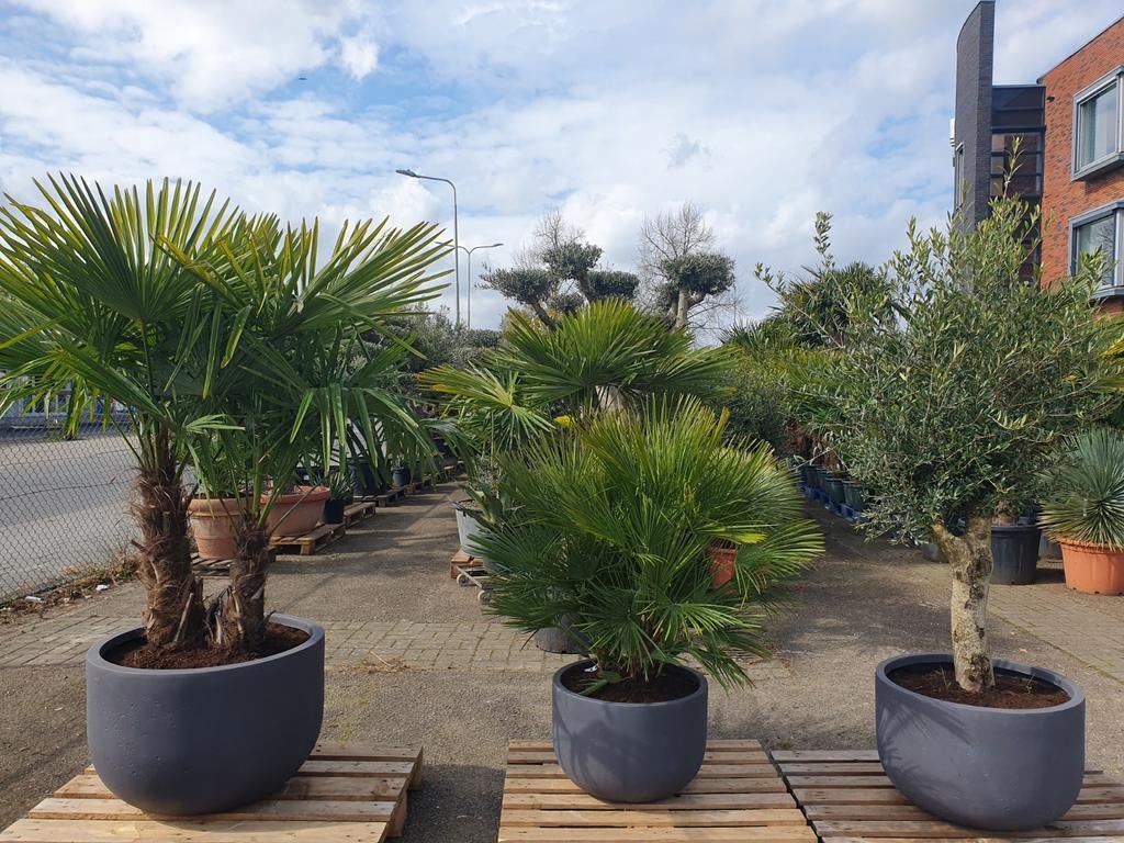 Mediterrane bomen, Ophalen, Volle zon, Overige soorten