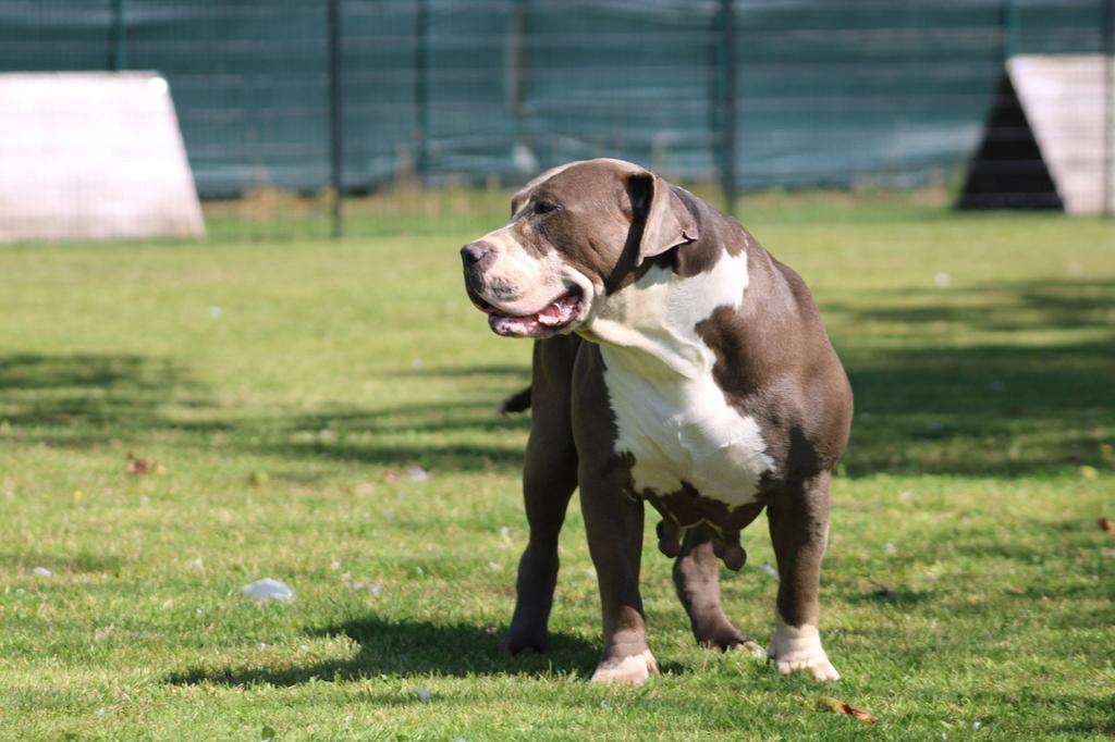 American Bully, België, Overige rassen, Teef, Parvo