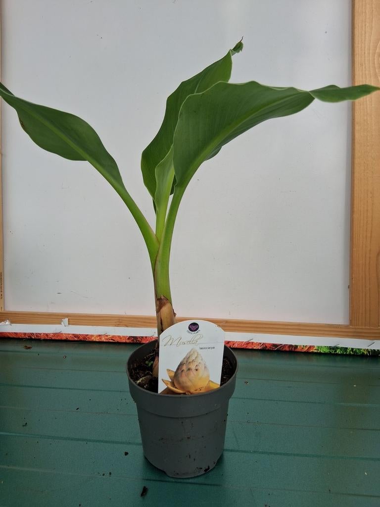 Musella lasiocarpa, Ophalen of Verzenden, Overige soorten, Volle zon
