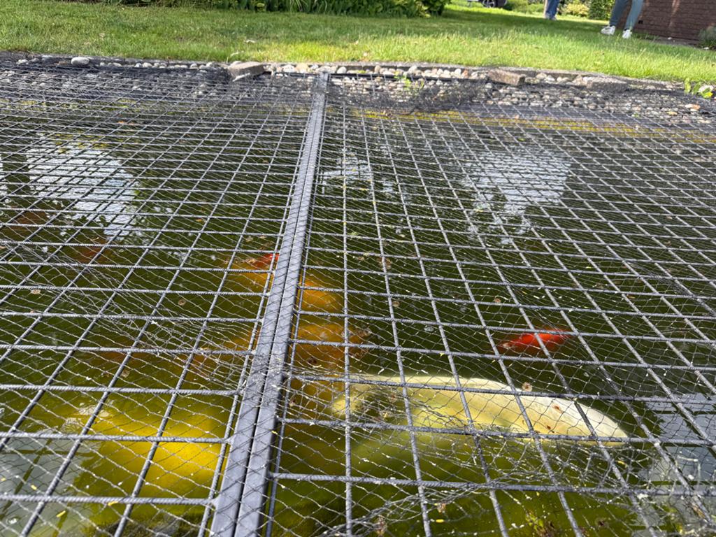 Koi Karpers, Dieren en Toebehoren, Karper of Koi