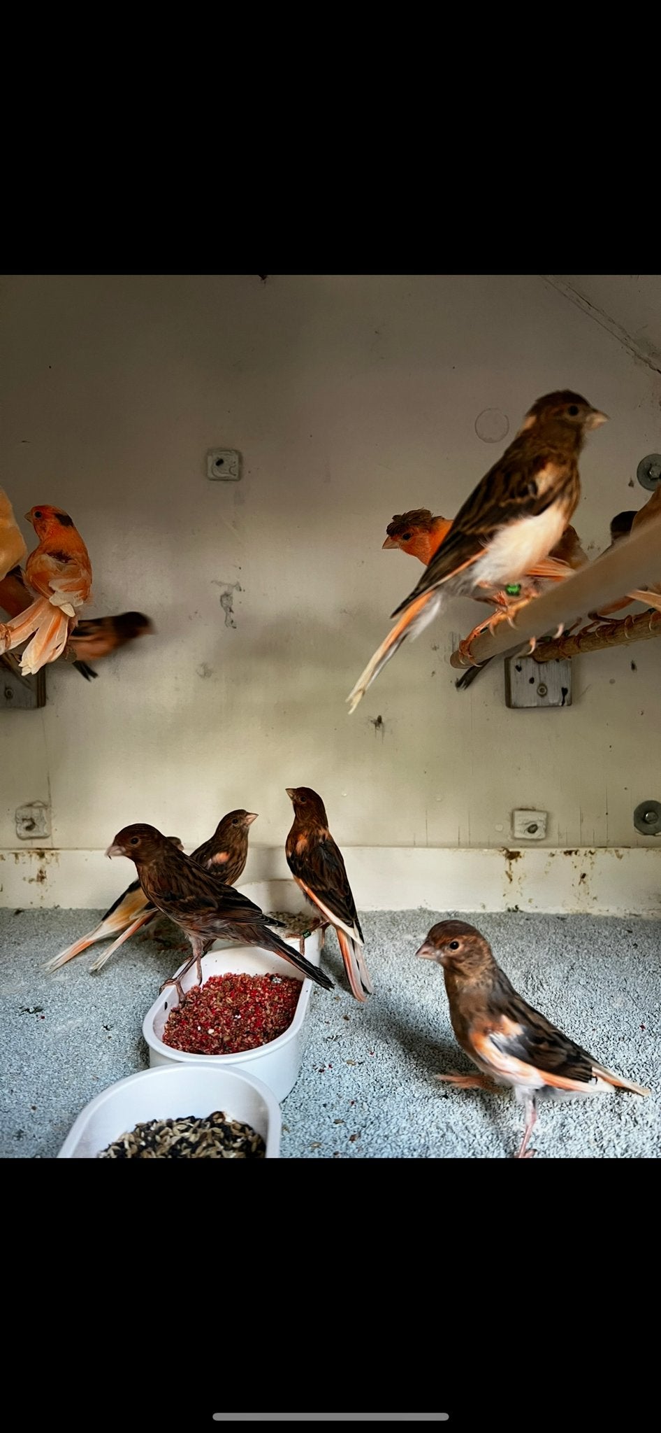 Harlekijn kanaries, Meerdere dieren, Kleurkanarie