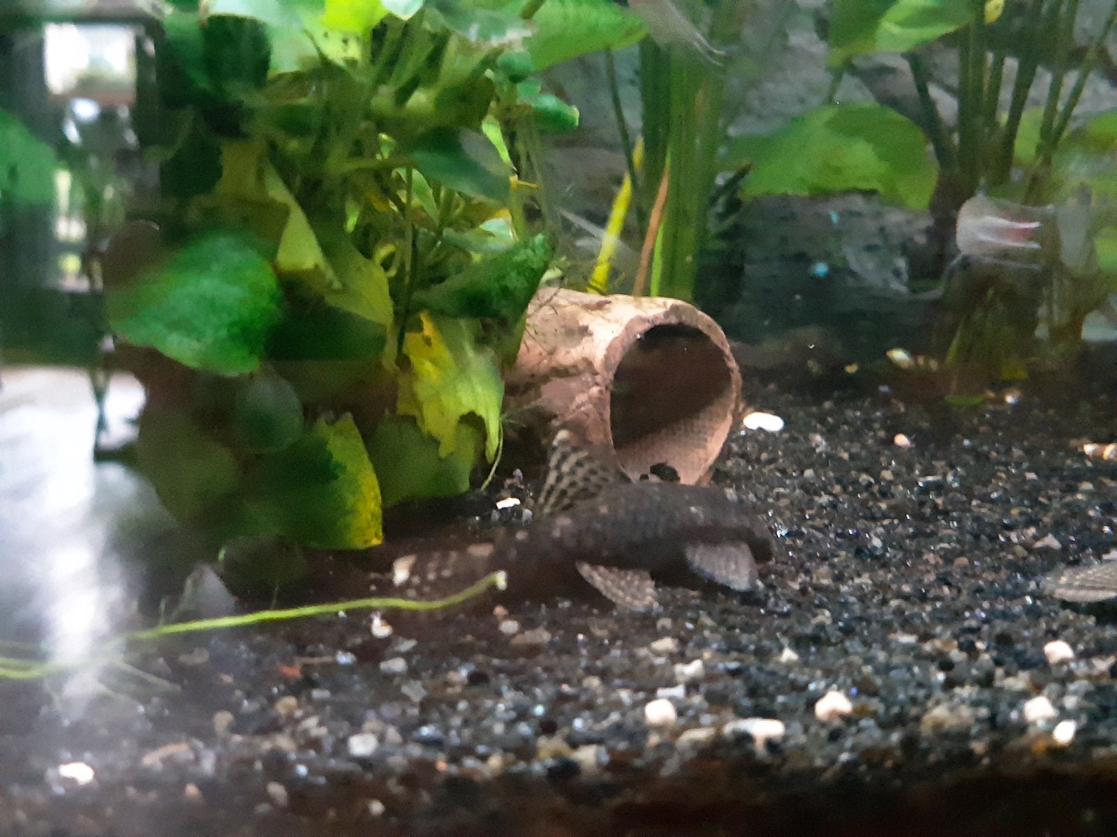 Borstelneus (Ancistrus), Vis