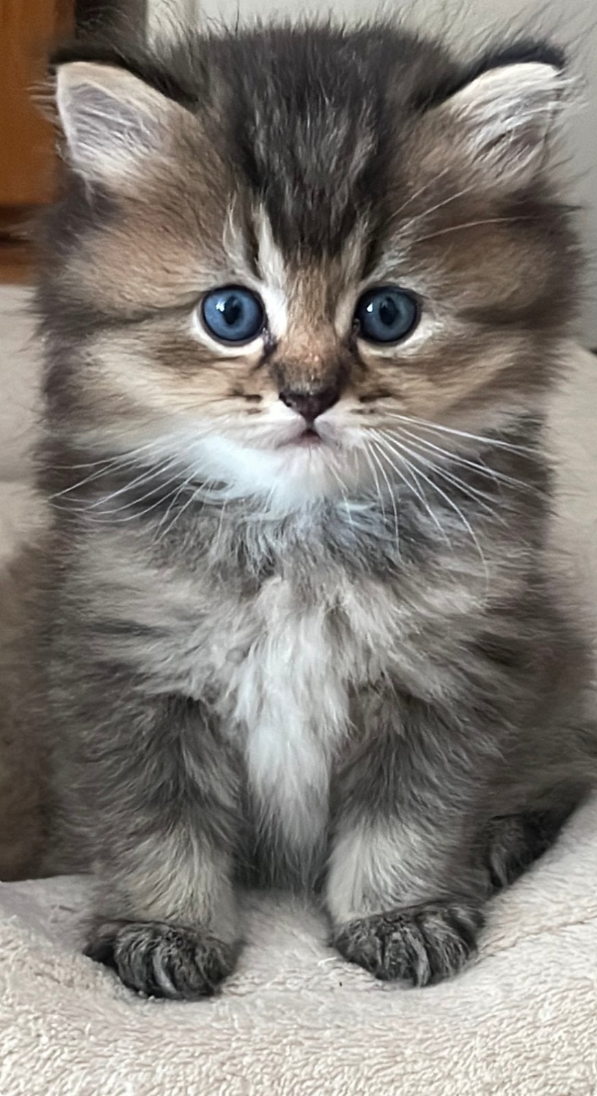 Prachtige Lieve Langhaar Kittens, Meerdere dieren, Ontwormd