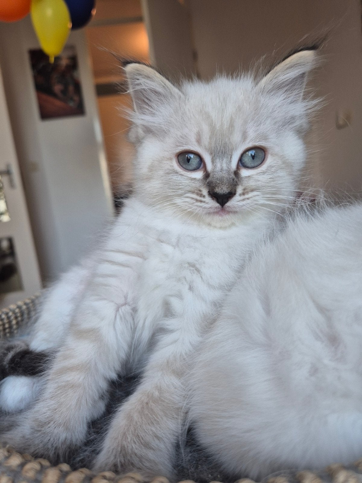 Nog 1 super lief en mooi ragdoll kitten poesje beschikbaar, Dieren en Toebehoren, Meerdere dieren, Gechipt, 0 tot 2 jaar