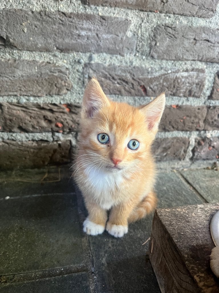 Lieve kitten, Meerdere dieren, 0 tot 2 jaar