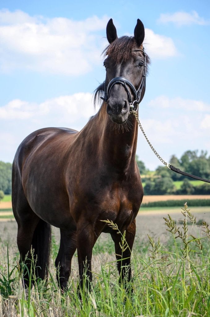 Knappe ervaren merrie (leermeester), Dieren en Toebehoren, Paarden, Merrie, Z, 170 tot 175 cm, 11 jaar of ouder, Dressuurpaard