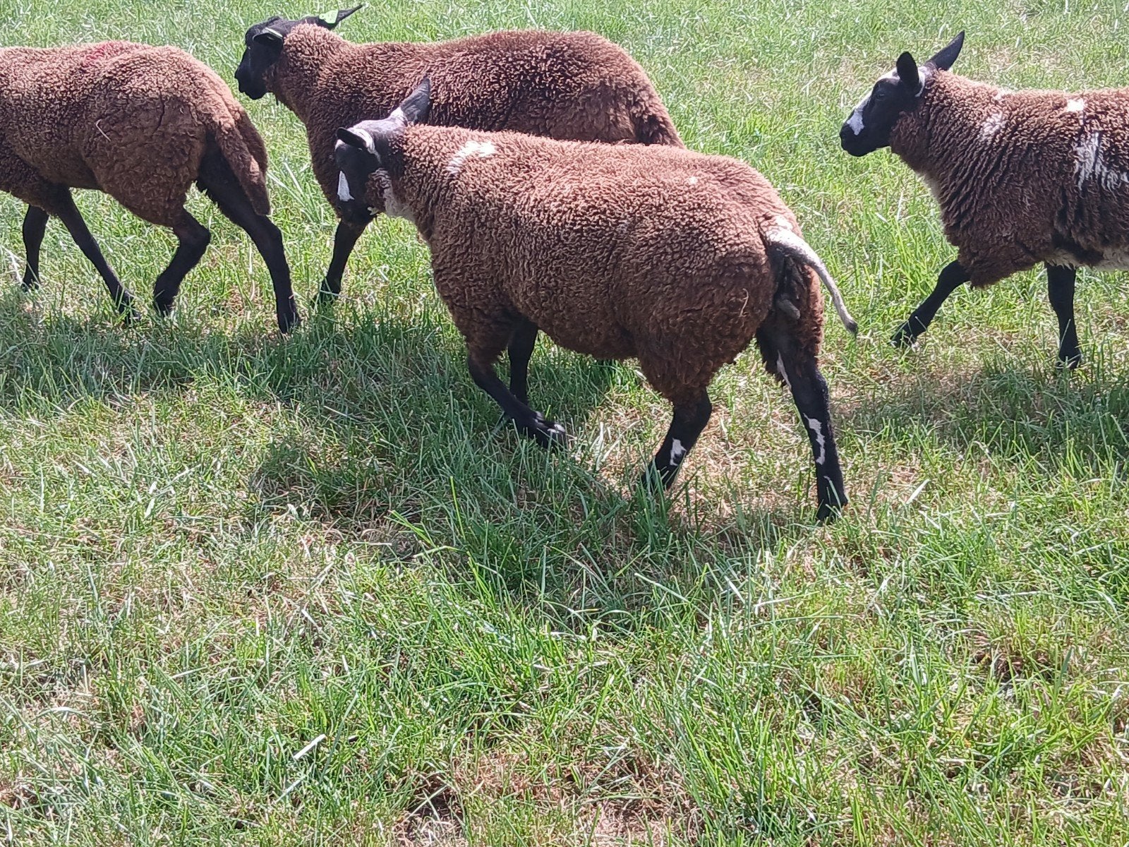 bonte dekrammen tekoop., Mannelijk, Schaap, 0 tot 2 jaar