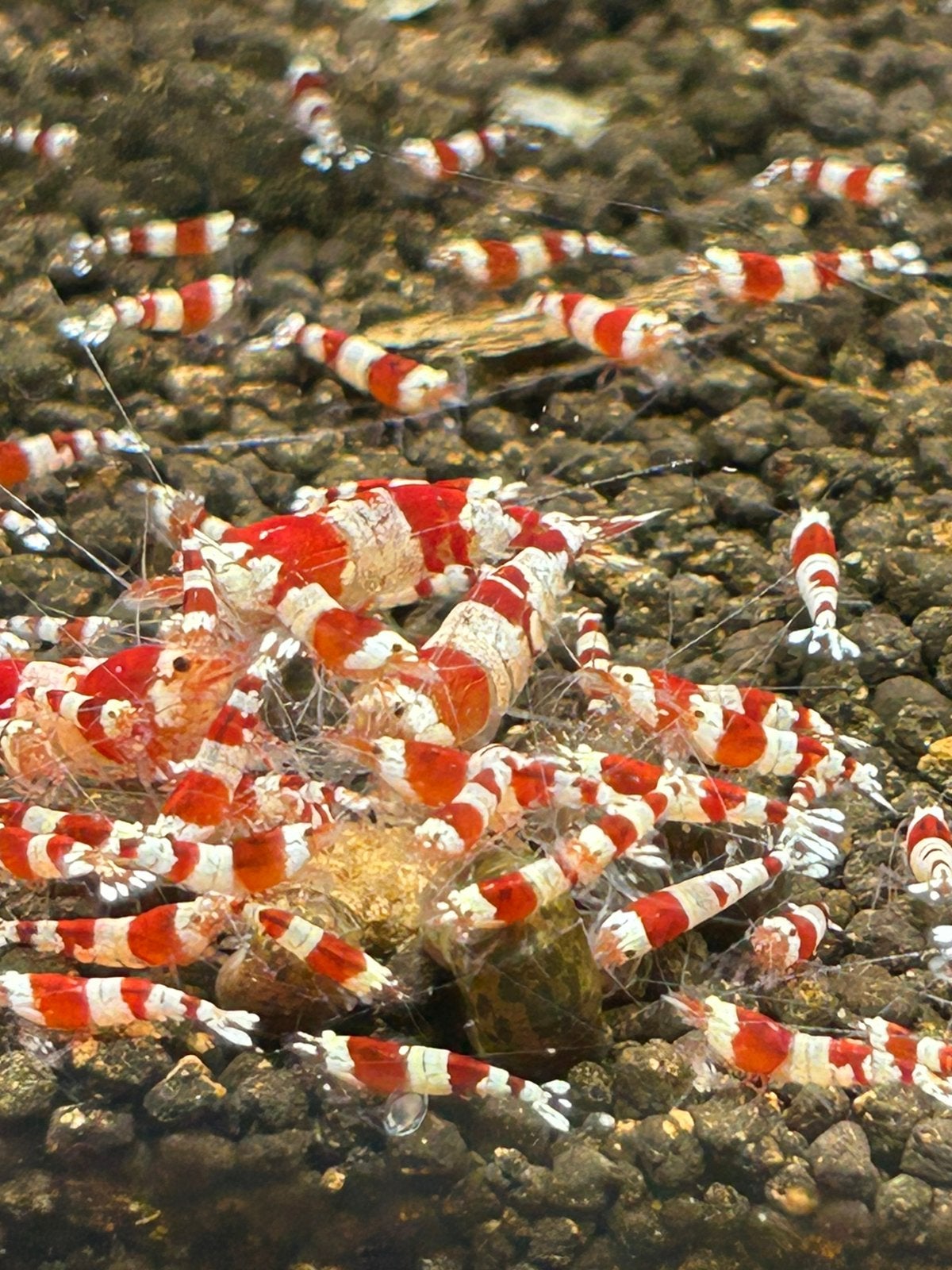 Crystal red garnalen caridina, Dieren en Toebehoren, Kreeft, Krab of Garnaal
