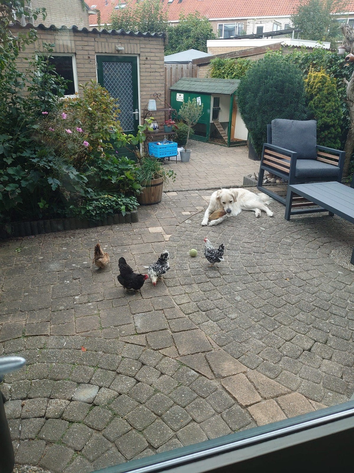 Serama kippen gratis, Dieren en Toebehoren