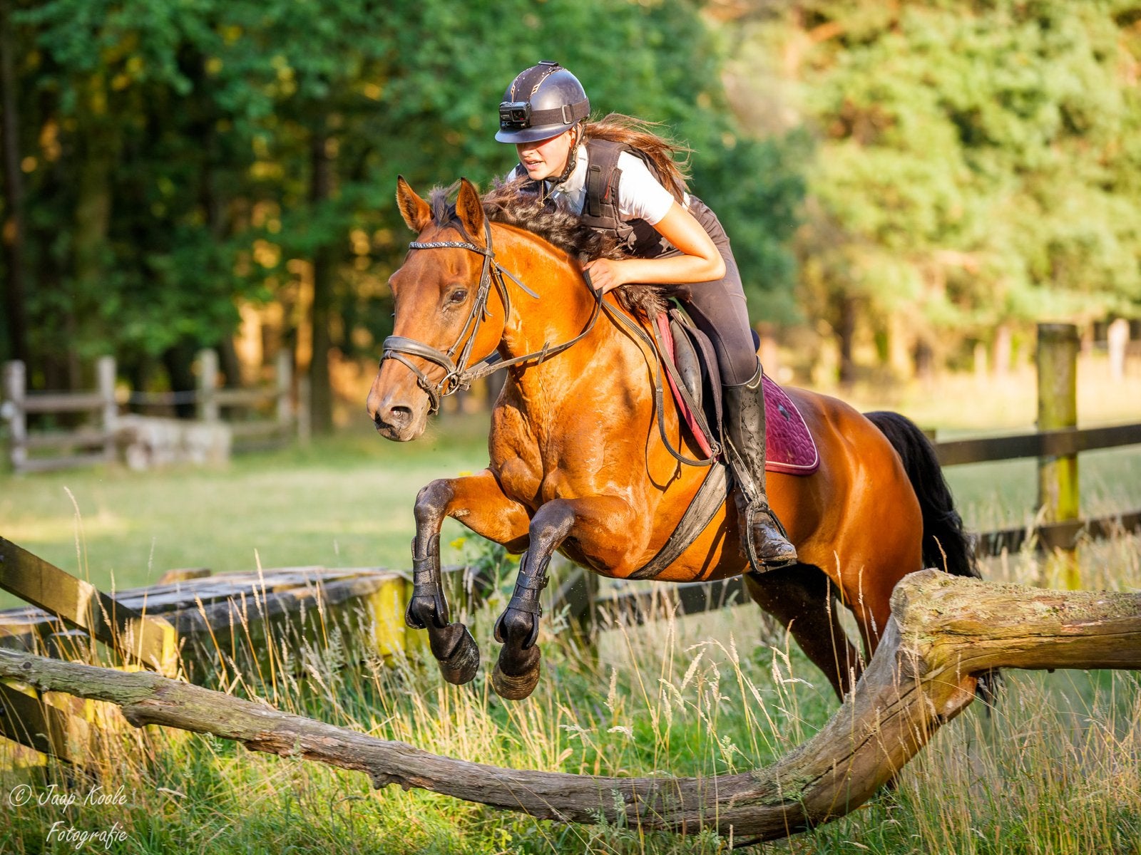 Betrouwbare all-round merrie (D-pony), Dieren en Toebehoren, Pony's, Merrie, Met stamboom, B, 11 jaar of ouder