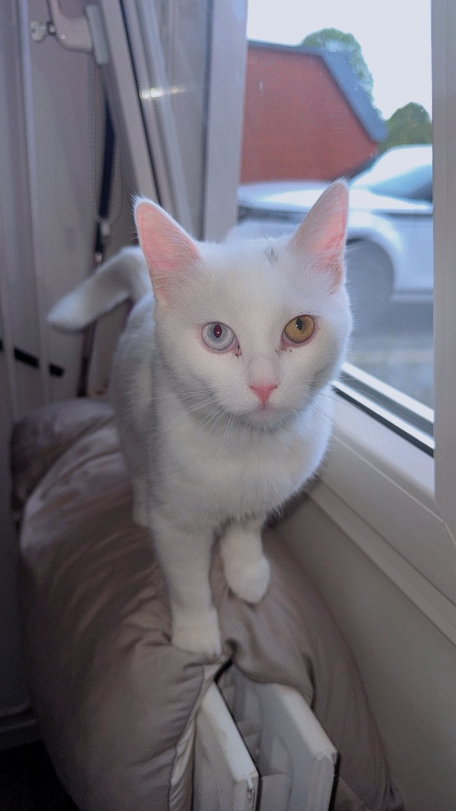 Mooie witte jonge kater met heterochromie ogen., Dieren en Toebehoren, Kater, 0 tot 2 jaar