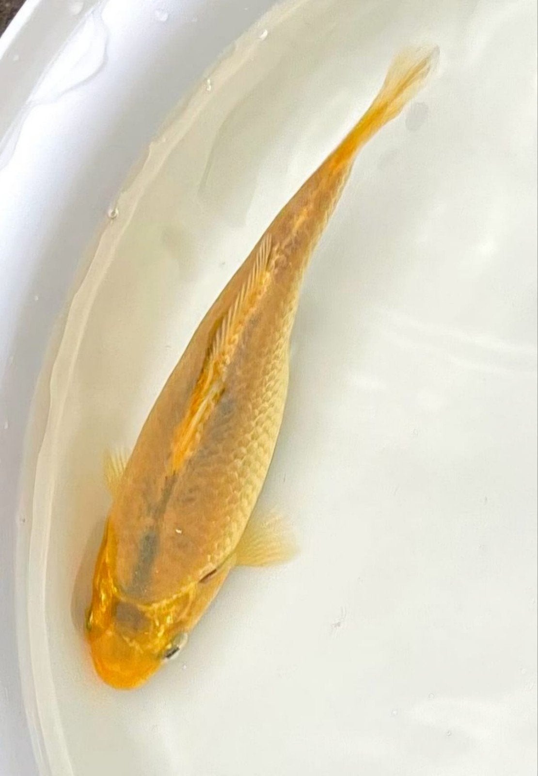 Hobby kweekTosai Koi, Karper of Koi