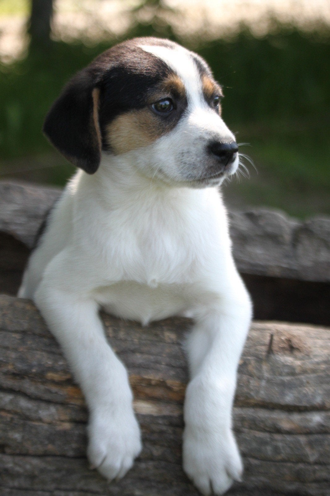 Super mooie en lieve driekleurige boerenfox pups te koop, 8 tot 15 weken, Parvo, Meerdere, Meerdere dieren