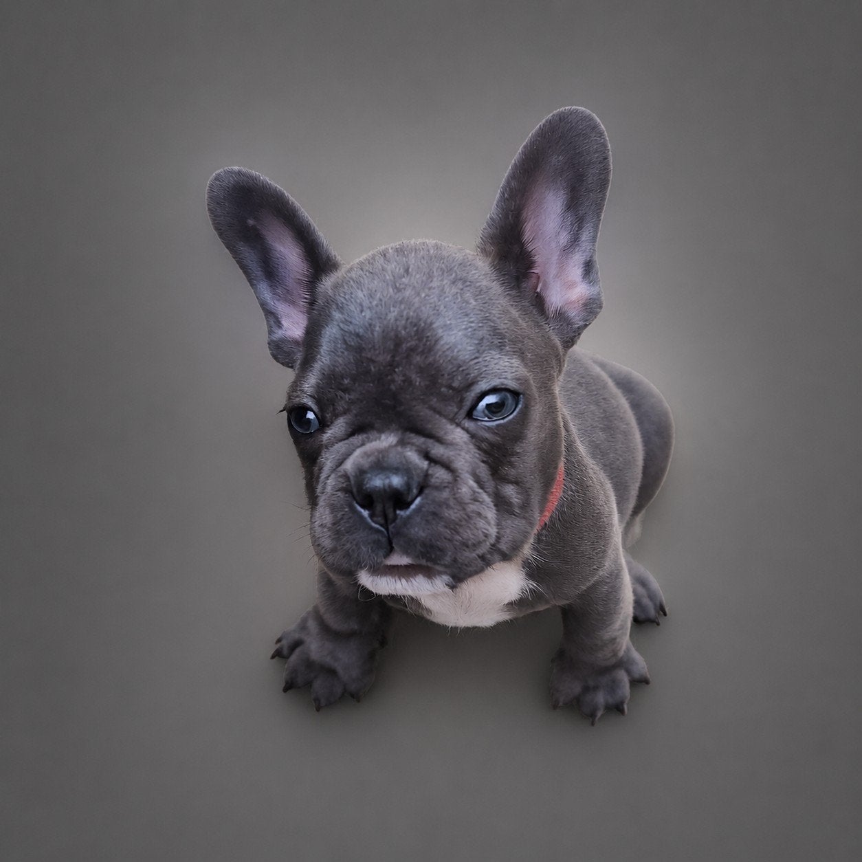 Franse bull reutje, Dieren en Toebehoren, Honden | Bulldogs, Pinschers en Molossers, Reu, 8 tot 15 weken, Bulldog, Eén hond