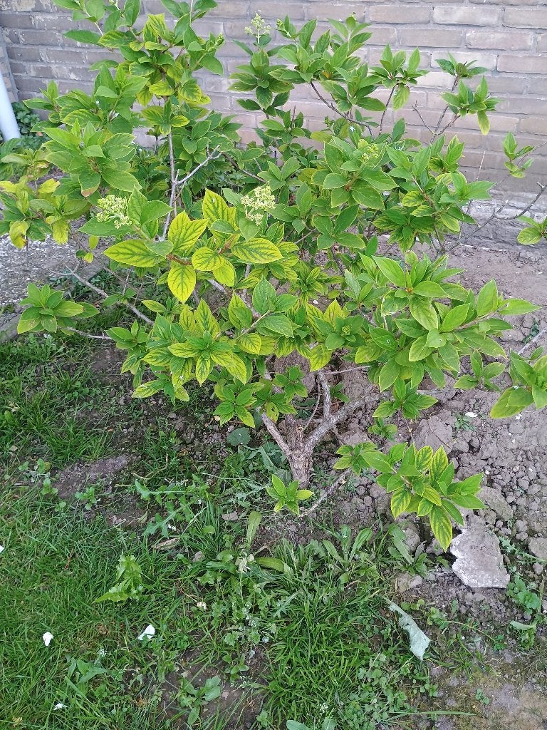 Witte pluim hortensia's, Tuin en Terras, Ophalen, Hortensia, Struik, Minder dan 100 cm