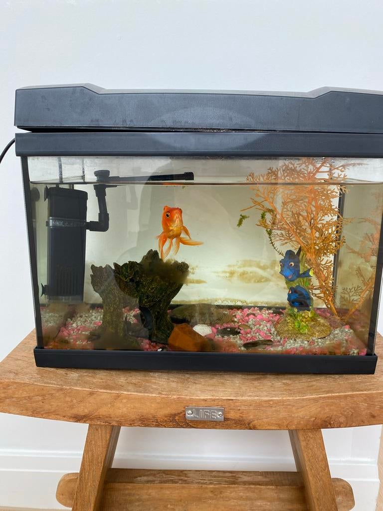 Aquarium met goudvis en veel materyal, Ophalen, Zo goed als nieuw