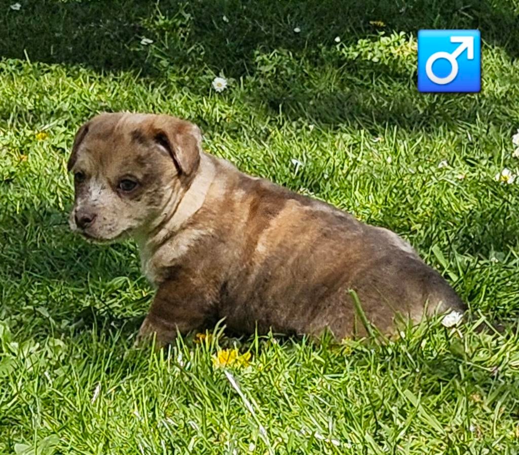 Super lief jack russel pup reutje te koop uit geteste ouders, Dieren en Toebehoren, Honden | Jack Russells en Terriërs, Jack Russell Terriër