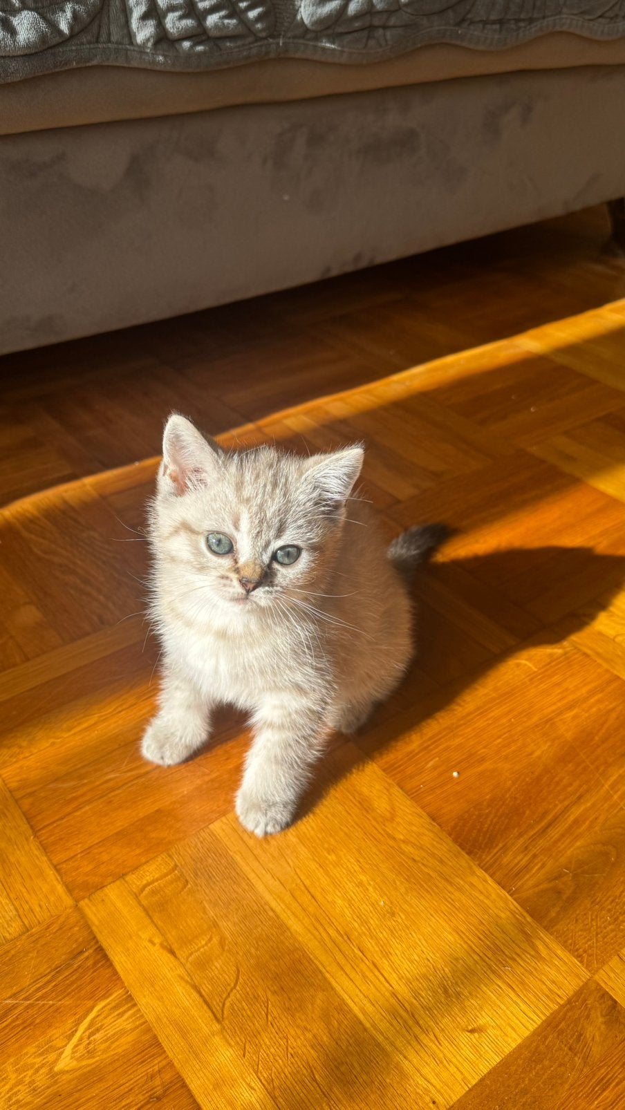 💛🐱BKH Babykitten te koop – beschikbaar vanaf 1.10, Meerdere dieren, Ontwormd, 0 tot 2 jaar