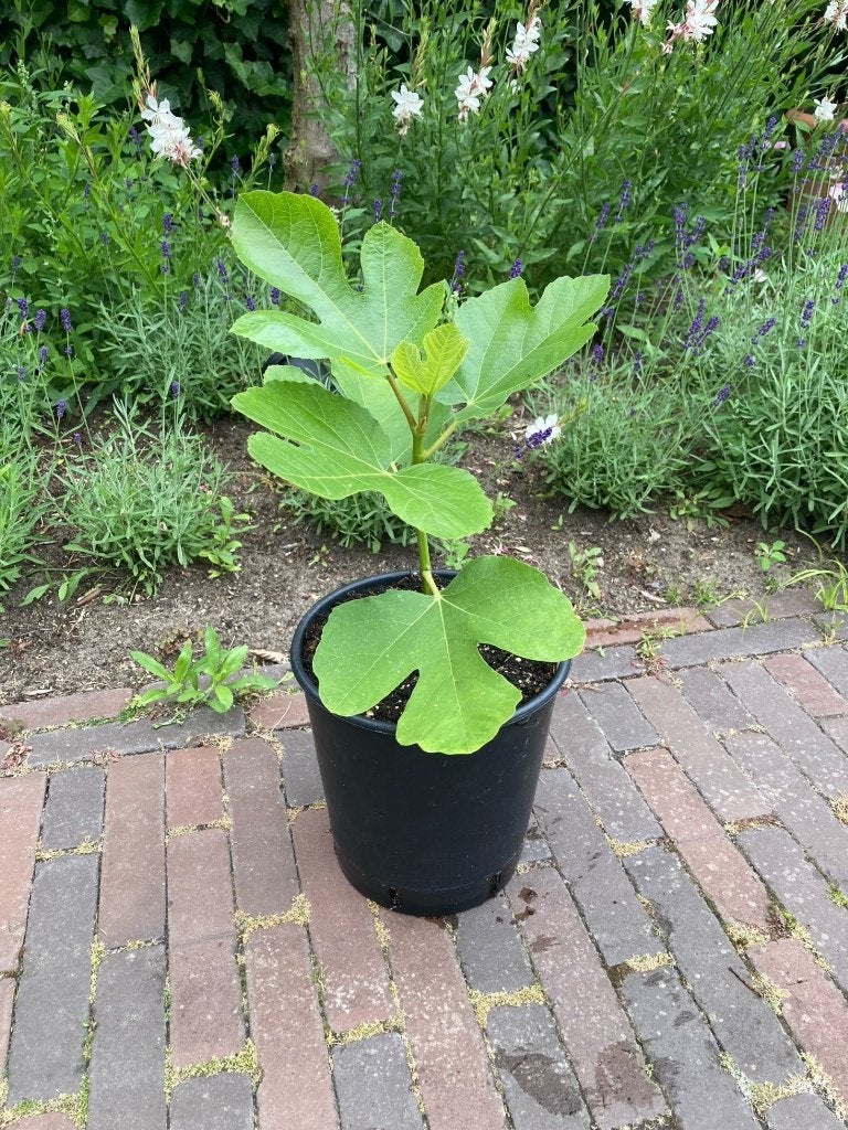 Vijgenboom "Atreano" (één van de lekkerste vijgen), Ophalen, Minder dan 100 cm, Volle zon, In pot