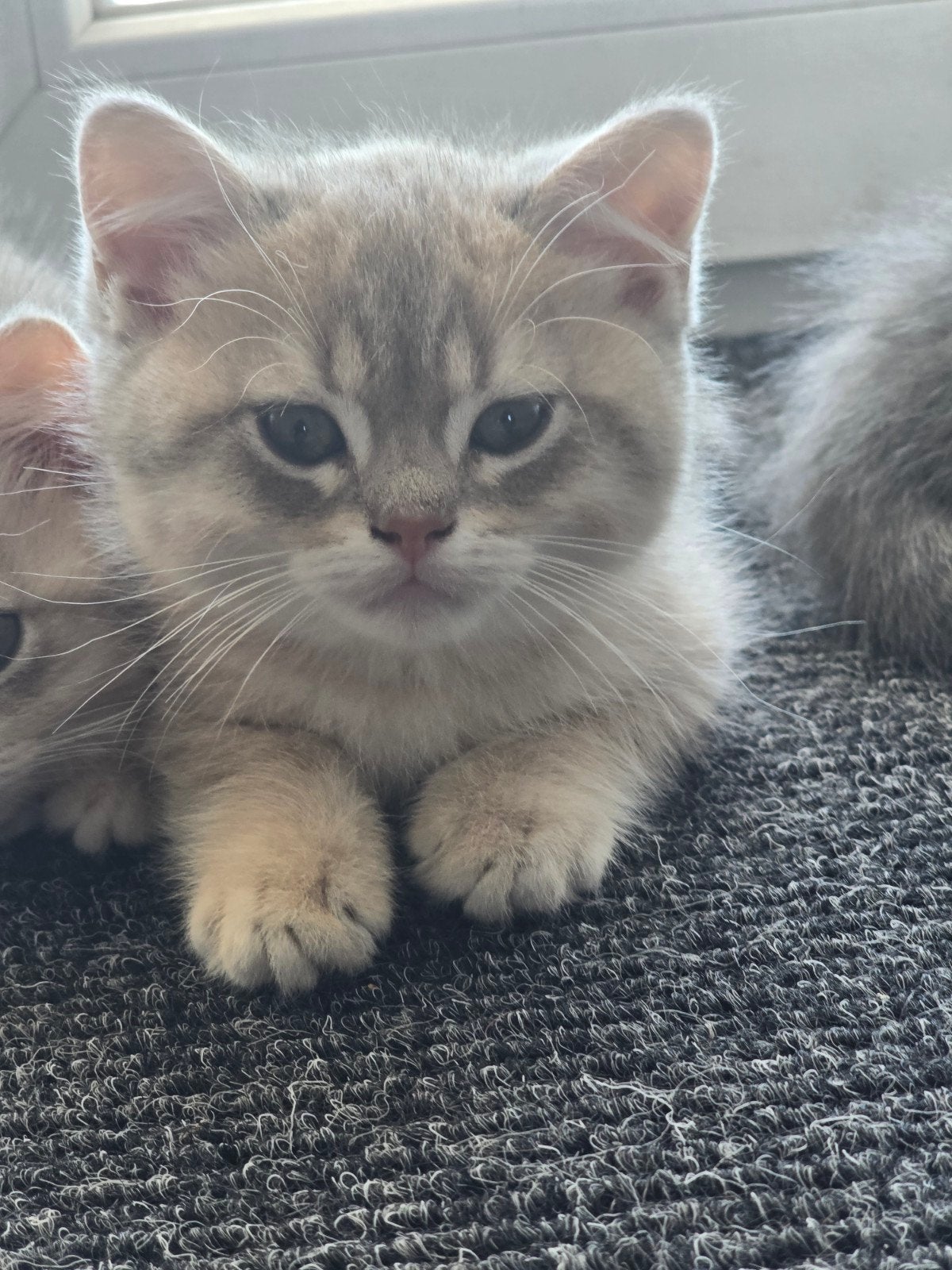Brits Korthaar kittens, Dieren en Toebehoren, Katten en Kittens | Raskatten | Korthaar, Meerdere dieren, Ontwormd