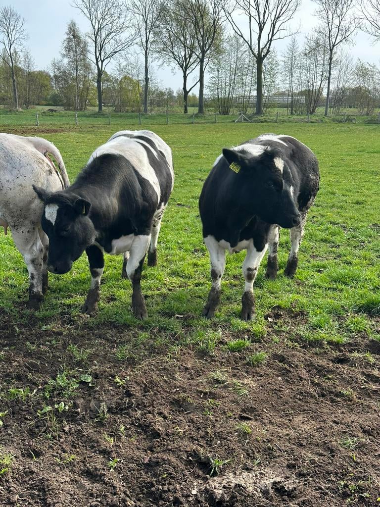 2 super dikbil vaarzen ( drachtig ), Dieren en Toebehoren, Runderen, Vrouwelijk
