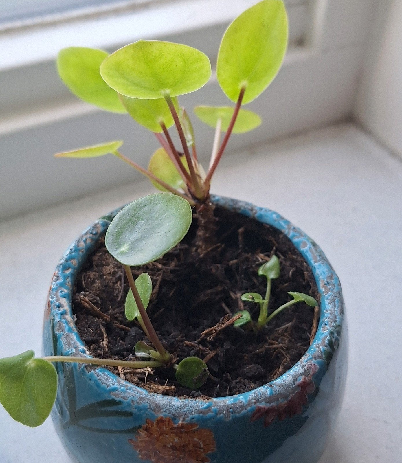 pannekoekplant stekjes ruilen, Groene kamerplant, Ophalen, Halfschaduw, Minder dan 100 cm