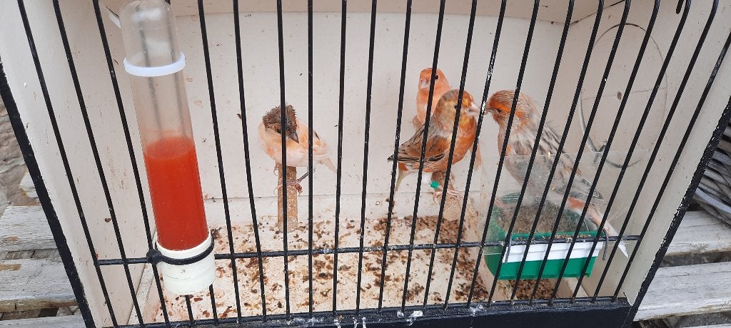 Kanaries, Dieren en Toebehoren, Meerdere dieren, Kleurkanarie