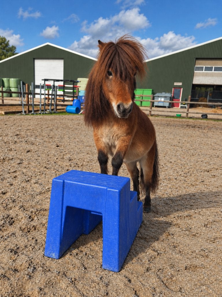 Knappe lieve shetlander te koop. Echte kinderknuffelpony!, Ruin, A pony (tot 1.17m), Gechipt, 7 tot 10 jaar